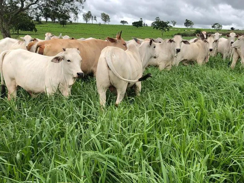 Gado Nelore branco pastejando Dunamis alta e verde