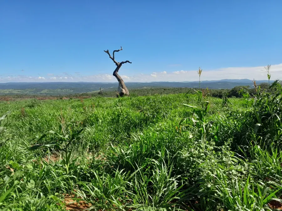 Pasto de Dunamis verde no semiárido de Anagé, Bahia, com árvore seca ao fundo