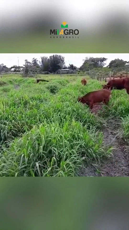 Vídeo de gado pastejando Dunamis com 50 dias de plantio em Arroio do Sal, RS