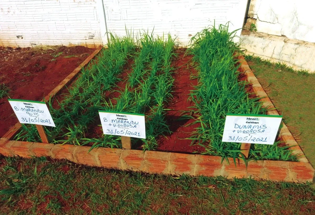 Canteiros demonstrativos com placas identificando Marandu 90 VC, Marandu com Vigorosa e Dunamis com Vigorosa, plantados em 31/05/2021