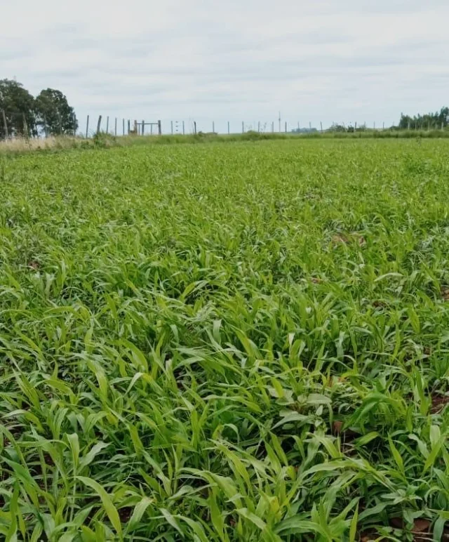 Pastagem de Dunamis com 28 dias de plantio em Uruguaiana, RS