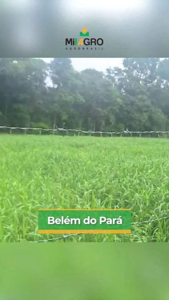 Vídeo de pastagem de Dunamis com 60 dias de plantio em Belém, Pará