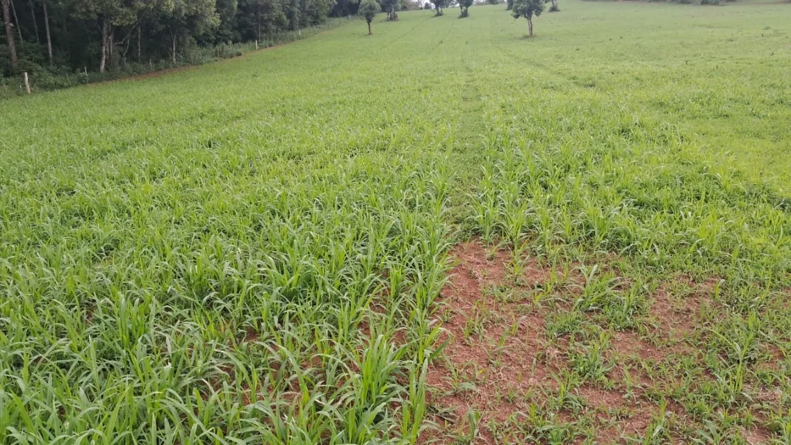 Pastagem de Dunamis com 29 dias de plantio em Canoinhas, SC