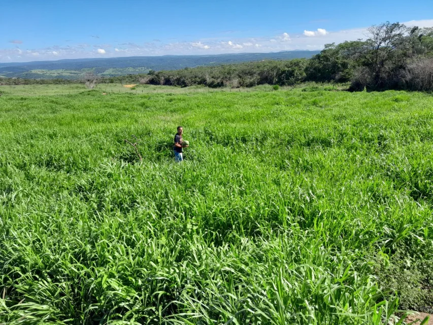 Pastagem de Dunamis formada em Anagé, Bahia, com pessoa ao fundo