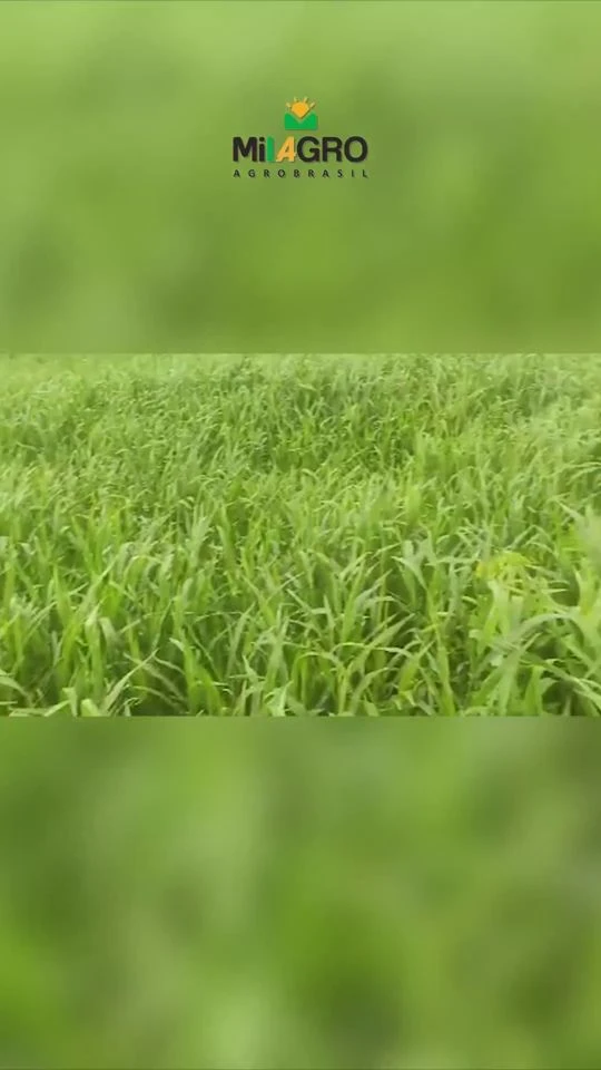 Vídeo de pastagem de Dunamis com 60 dias de plantio em Caracol, MS