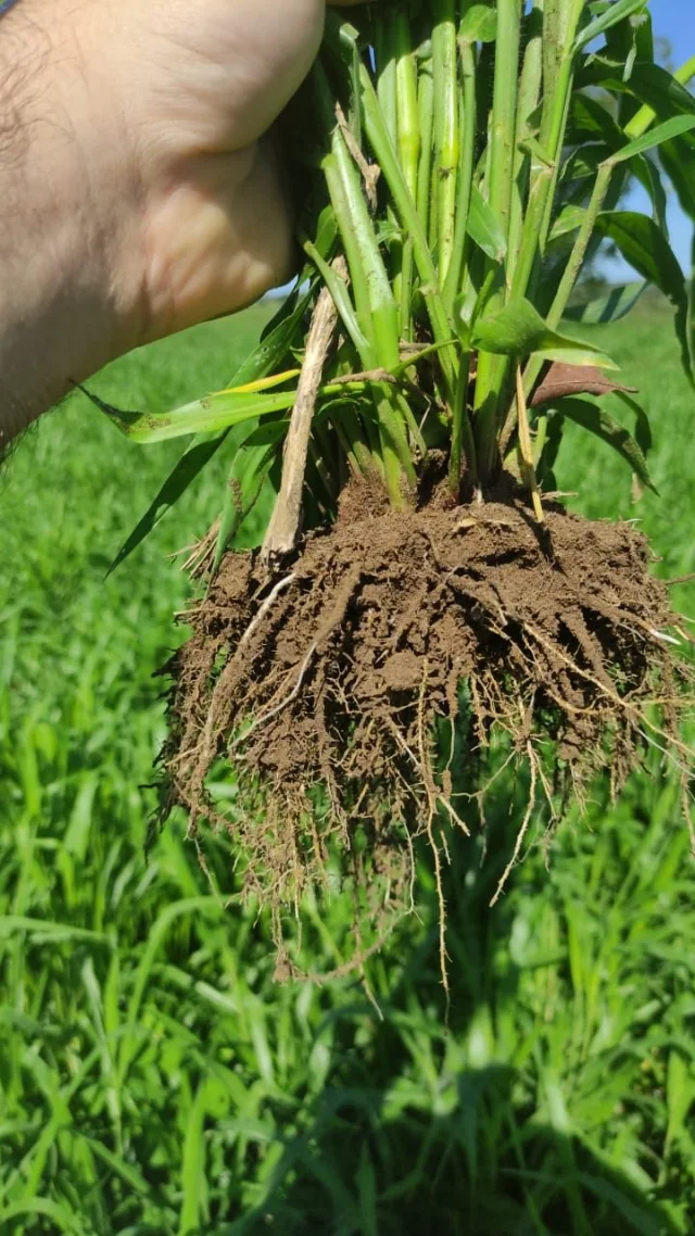Touceira de Dunamis com torrão de raízes densas