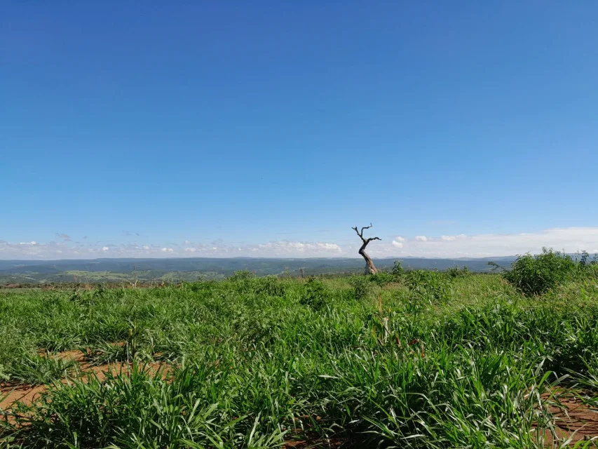 Pastagem de Dunamis formada em Anagé, Bahia, sob céu azul