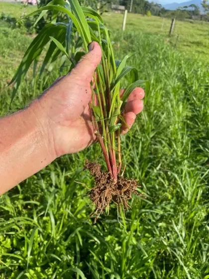Planta inteira de Dunamis arrancada, com folhas e raízes
