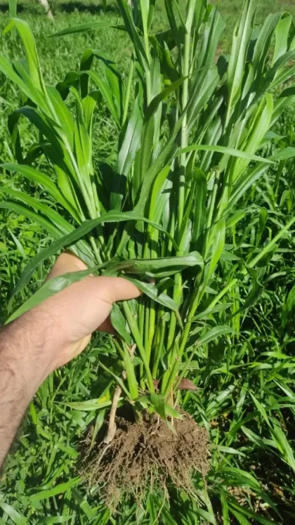 Planta de Dunamis com vários perfilhos e raízes