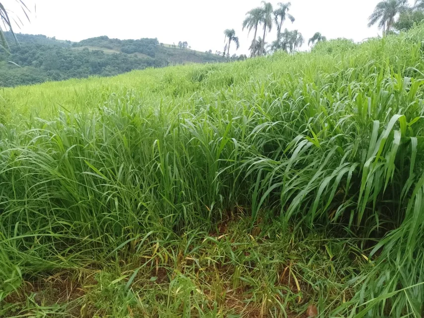 Pastagem alta de Dunamis em área de relevo em Copanema, Paraná