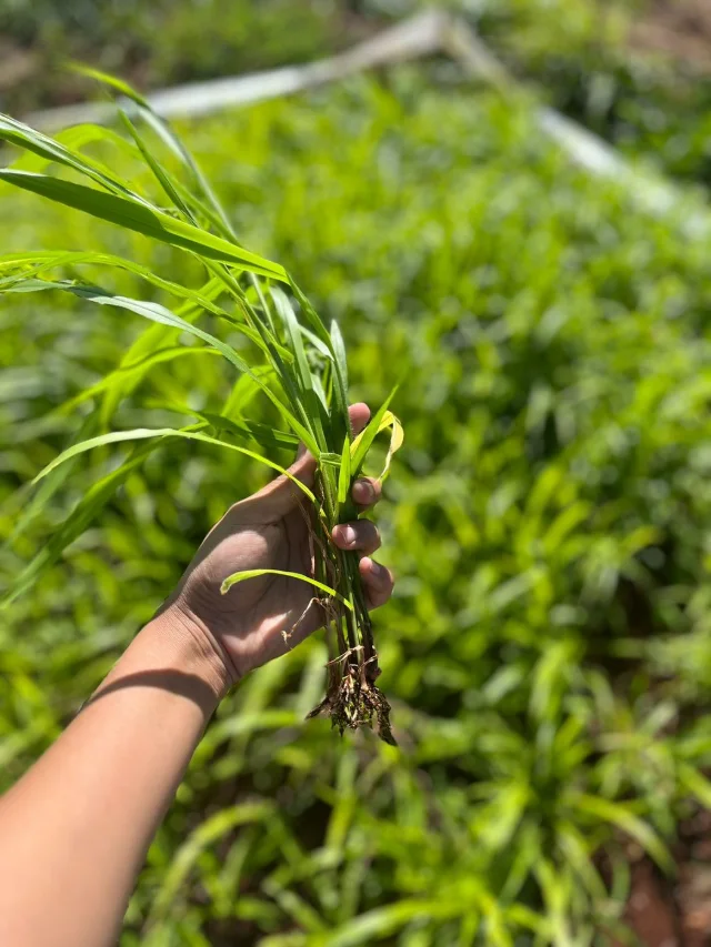 Planta jovem de Dunamis com raízes na mão