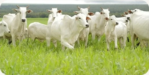 Gado Nelore em pasto de Dunamis